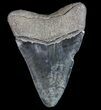 Serrated, Fossil Megalodon Tooth - Georgia #77529-2
